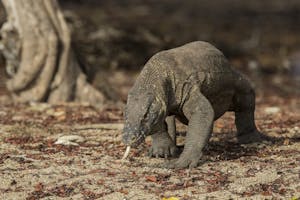 Komodo Dragon © Charlie Ryan