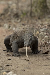 Komodo Dragon © Charlie Ryan
