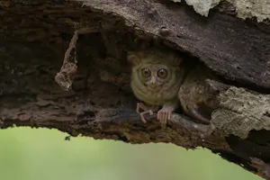 Spectral Tarsier © Charlie Ryan