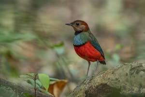 Sulawesi Pitta © Charlie Ryan