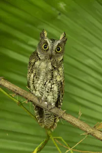 Sulawesi Scops Owl © Charlie Ryan
