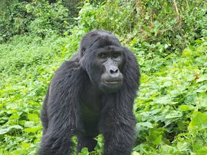 Mountain Gorilla © Adam Walter