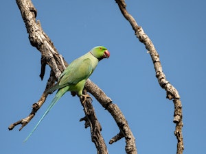 Male Rose-ringed Parakeet © Ken and Mary Campbell