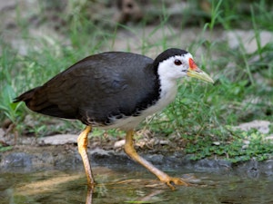 Bronze-winged Jacana © Ken and Mary Campbell