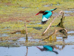 White-throated Kingfisher © Ken and Mary Campbell