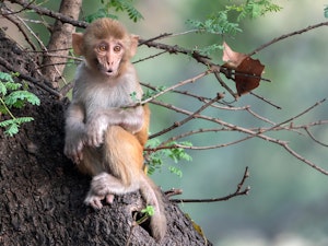 Young Rhesus Macaque © Ken and Mary Campbell