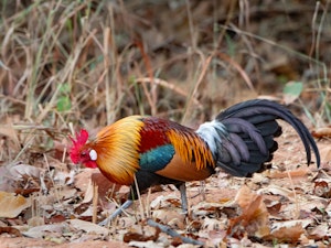 Male Red Jungle Fowl © Ken and Mary Campbell