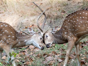 Male White-spotted Deer © Ken and Mary Campbell