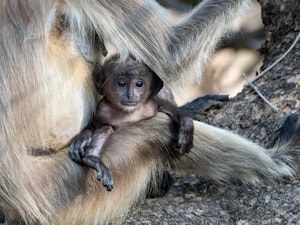 Baby Northern Plains Gray Langur © Ken and Mary Campbell