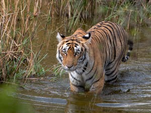 Bengal Tiger © Ken and Mary Campbell