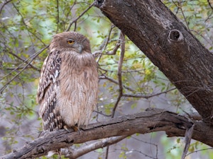 Brown Fish Owl © Ken and Mary Campbell