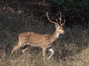 Male White Spotted Deer © Ken and Mary Campbell Ranthambore NP India