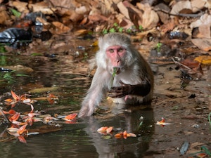 Rhesus Macaque © Ken and Mary Campbell
