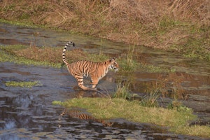 Tiger© Bablu Khan