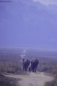 Elephants© Bablu Khan
