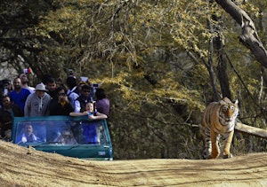 Tiger and Travelers© Bablu Khan