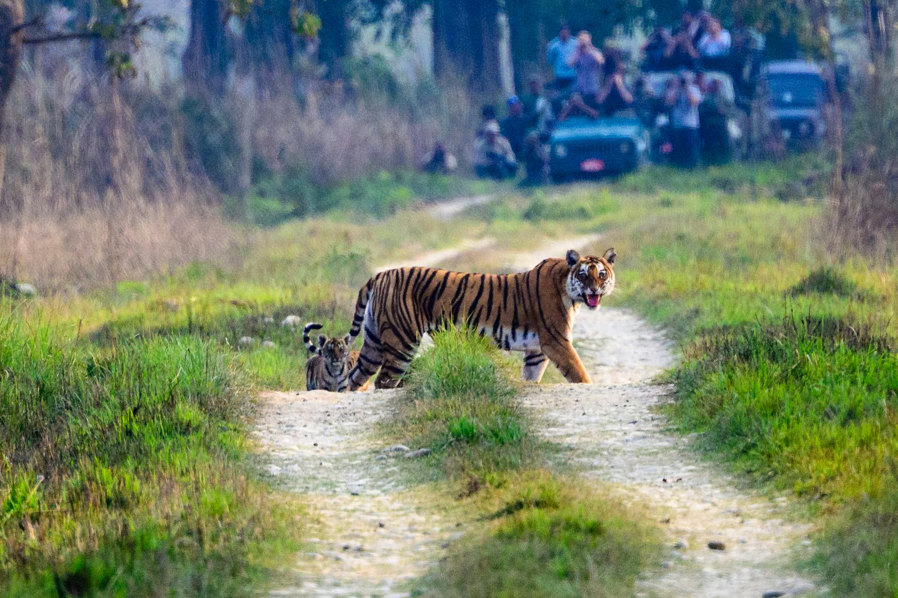 Tiger © Fay Evans-Martin