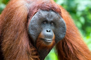 Orangutan © Cheesemans’ Ecology Safaris