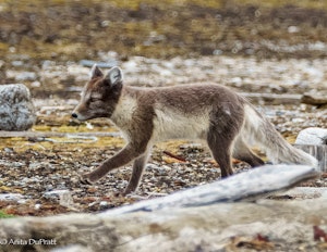 Arctic Fox ©Anita DuPratt