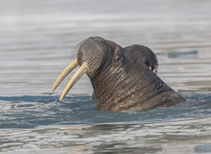 Walruses © Tom and Lindsay Bell