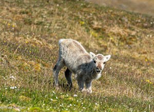 Reindeer©Anita DuPratt