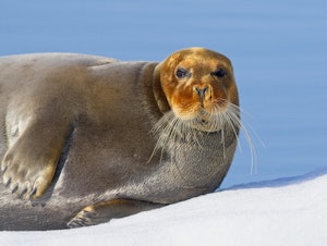 Bearded Seal ©Lori Rothstein