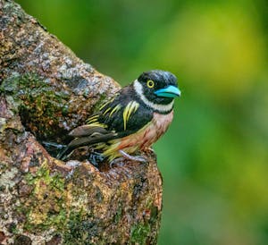 Black and Yellow Broadbill © Grace Chen