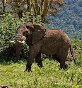 Elehant ©Walt Anderson