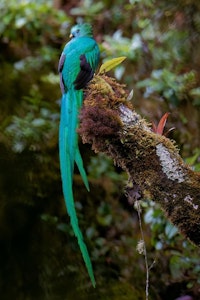Resplendent Quetzal © Marc Lombardi
