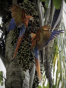 Scarlet Macaws © Elise Spata