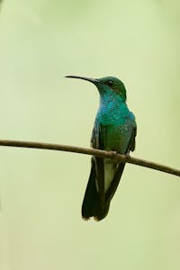 Plumelet Hummingbird©Cindy Marple