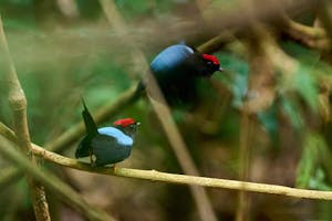 Manakin©Cindy Marple
