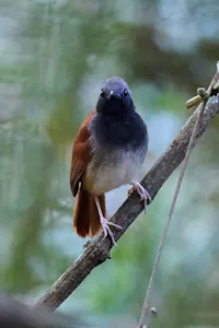 White Bellie Dantbird©Cindy Marple