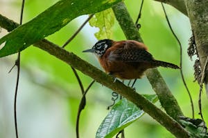 Bay Wren©Cindy Marple