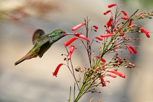 Rufous Tailed Hummingbird©Cindy Marple