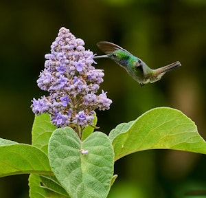 Blue-chested Hummingbird©Cindy Marple