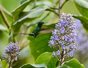 Green Thorntail Hummingbird©Cindy Marple