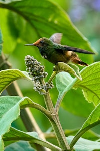 Coquette Hummingbird©Cindy Marple