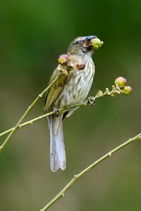 Streaked Saltator©Cindy Marple