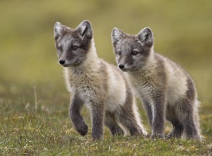 Arctic Foxes ©Lori Rothstein