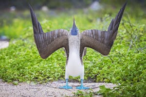 Blue-Footed Booby © Scott Davis