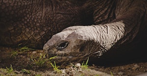 Giant Tortoise © Cheesemans’ Ecology Safaris