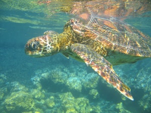 Green Sea Turtle © Cheesemans’ Ecology Safaris