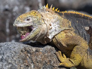 Land Iguana © Ken & Mary Campbell