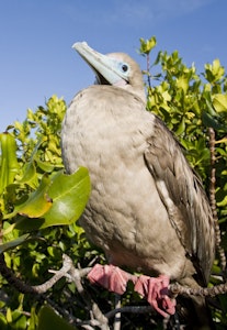Red-Footed Booby © Cheesemans’ Ecology Safaris