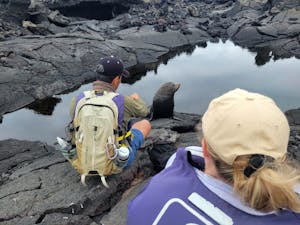 Galapagos Fur Seal © Adam Walter