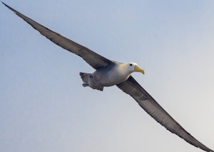 Waved Albatross © Eddy Thys