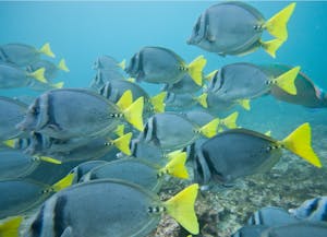 Yellow-Tailed Surgeonfish © Cheesemans’ Ecology Safaris