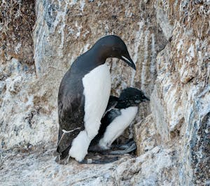Guillemots©Anita DuPratt