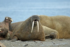 Walrus © Stephen Gorfien
